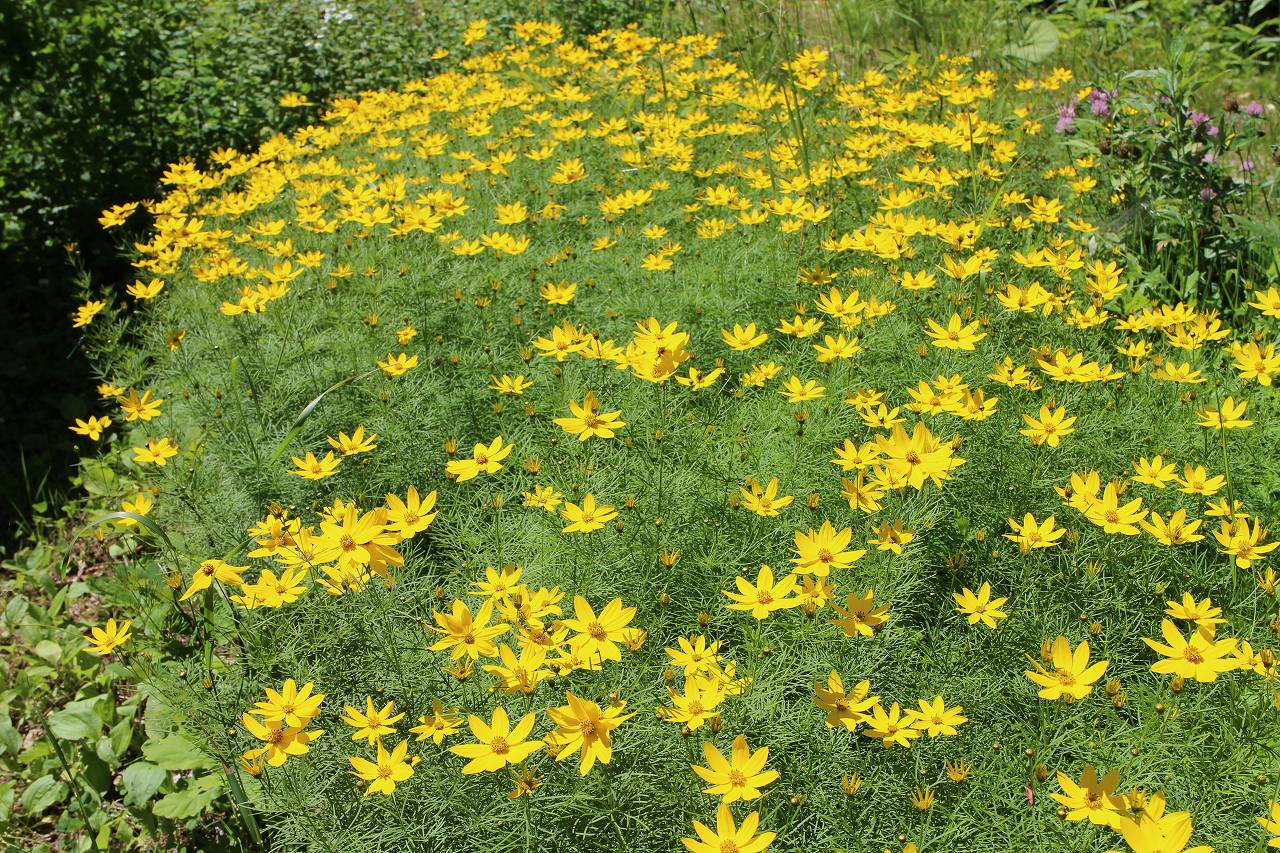夏 黄色い花たち Kizunaの暮らし