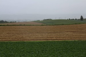 刈られた小麦
