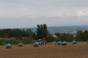 豆の収穫