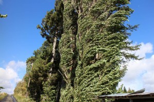 風に揺れるポプラの木