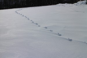 狐の足跡