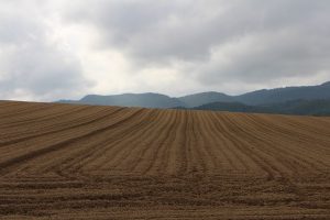 秋まき小麦畑