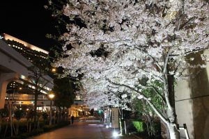 東京、夜桜