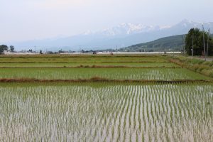 田んぼの景色