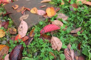 小道と落ち葉