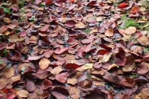 葉の絨毯