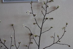 チシマ桜