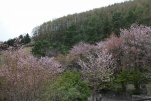 中富良野神社の桜