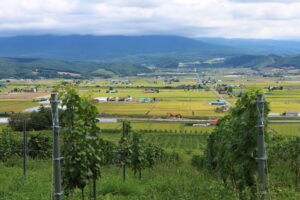 今日の風景