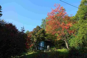 コテージと紅葉