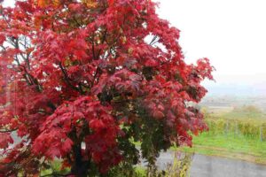 かえでの紅葉