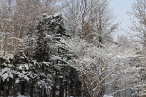 雪景色