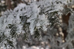 雪の結晶