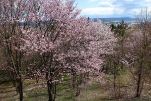 桜