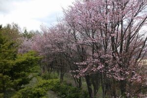 桜
