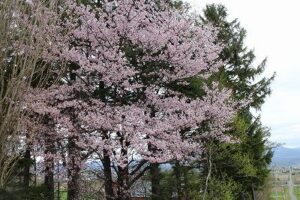 桜