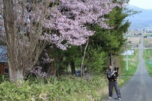 桜