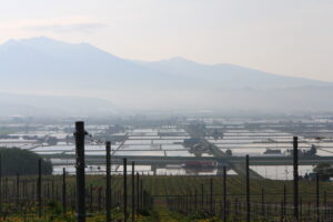 今朝の風景