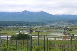田んぼの風景