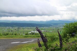 今朝の風景