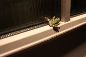 カエル