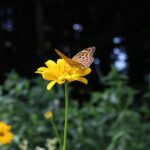 花と蝶
