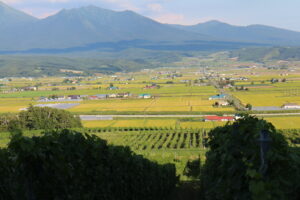 田んぼの景色