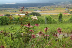 窓からの風景