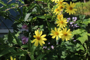 ガーデンの花