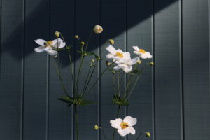 シュウメイギク