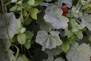 霜がおりる