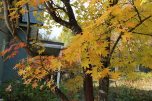 紅葉