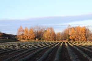 カラマツの紅葉