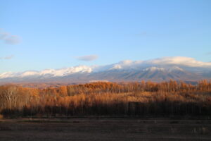 カラマツの紅葉