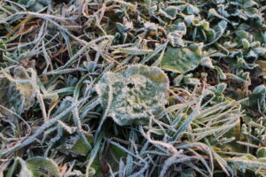 霜の降りた風景