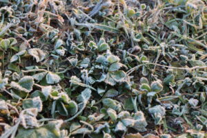 霜の降りた風景
