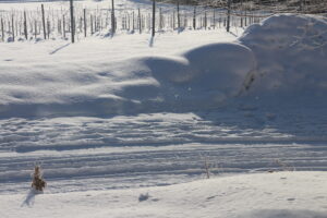 ダイヤモンドダスト