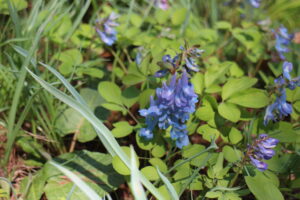 エゾエンゴサク