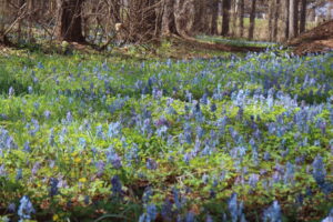 エゾエンゴサク