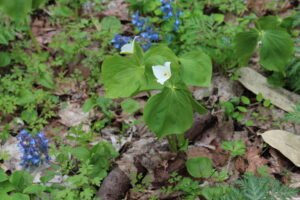 オオバナノエンレイソウ