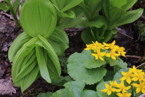 エゾリュウキンカ