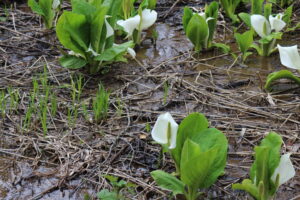 ミズバショウ