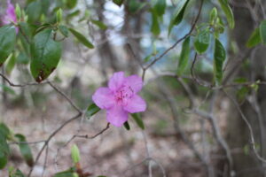 エゾムラサキツツジ