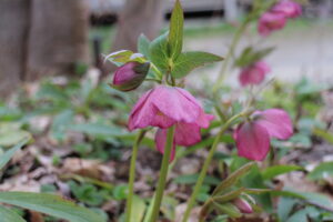 クリスマスローズ