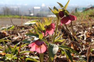 クリスマスローズ