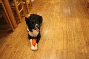 クロエ