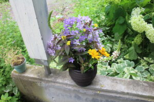 庭の花