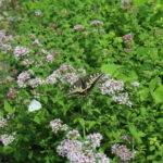 花と蝶