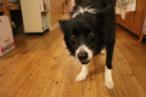 クロエ