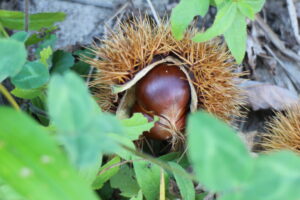 栗